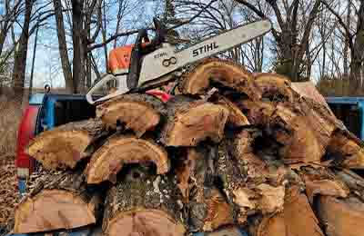 林業(yè)造林論文